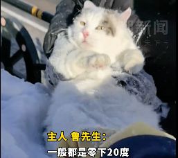 在北方竟然可以用雪“干洗”猫咪在雪地里给小猫使劲“搓澡”主人：南方猫不适用小心感冒