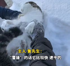 在北方竟然可以用雪“干洗”猫咪在雪地里给小猫使劲“搓澡”主人：南方猫不适用小心感冒(图2)
