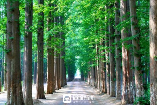 日照山海天发展新韵：森林公园的生态保护与文旅新生(图2)